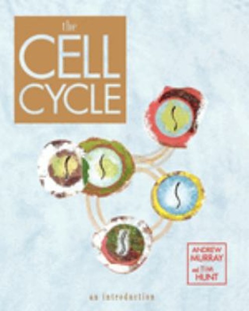 The Cell Cycle : An Introduction Paperback Andrew, Hunt, Tim Murr