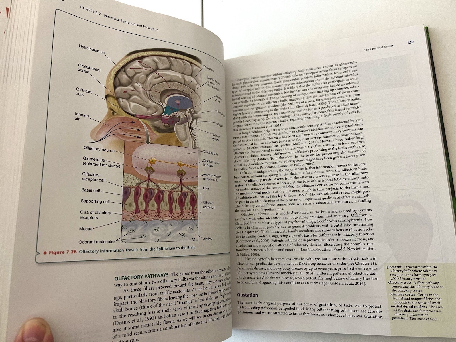 Discovering Behavioral Neuroscience: An Introduction 4e, Laura Freberg Textbook