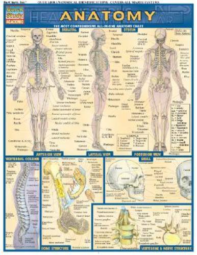 Anatomy (Quickstudy: Academic) – Pamphlet By BarCharts, Inc. – GOOD