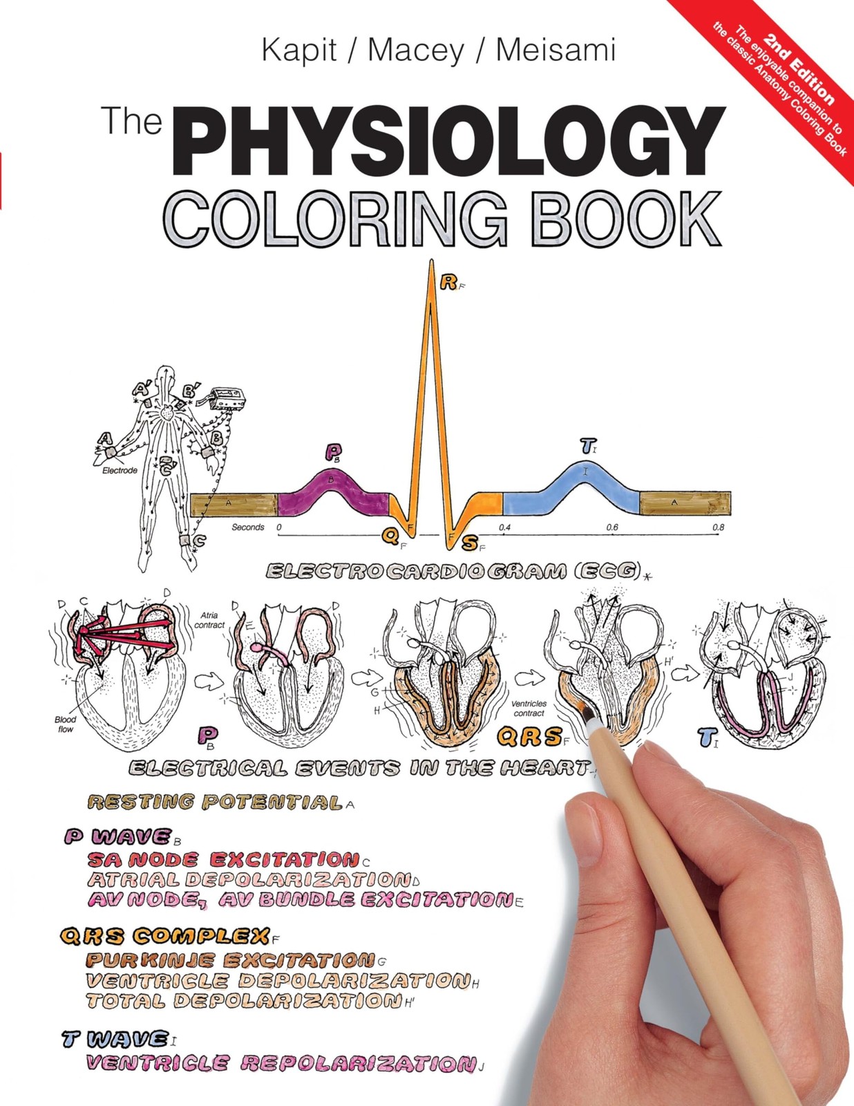 Physiology Coloring Book, The – paperback Kapit, Wynn|Macey, Robert|Meisami,…