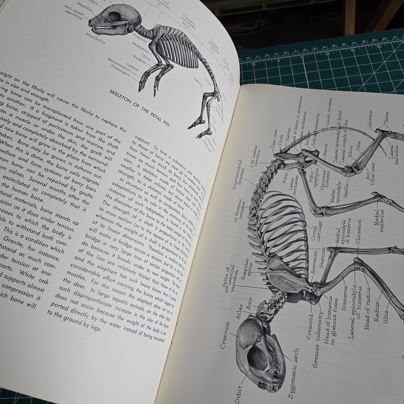 Pictorial Anatomy of the Fetal Pig Second Edition by Stephen G. Gilbert gallery
