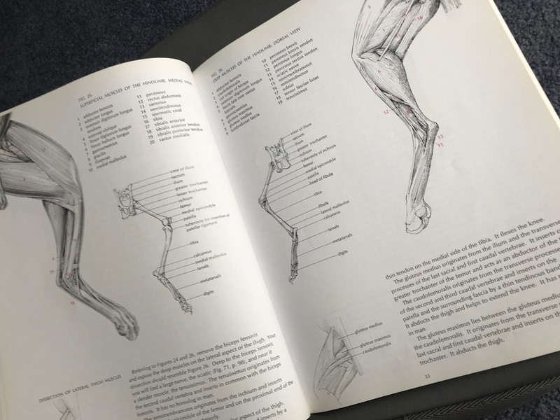 Pictorial Anatomy of the Cat Revised Edition by Gilbert, Stephen G 9780295954547 gallery