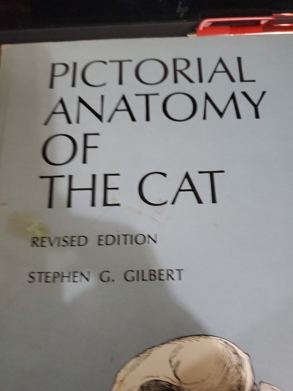 Pictorial Anatomy of the Cat by Stephen G. Gilbert (1975, Trade Paperback)