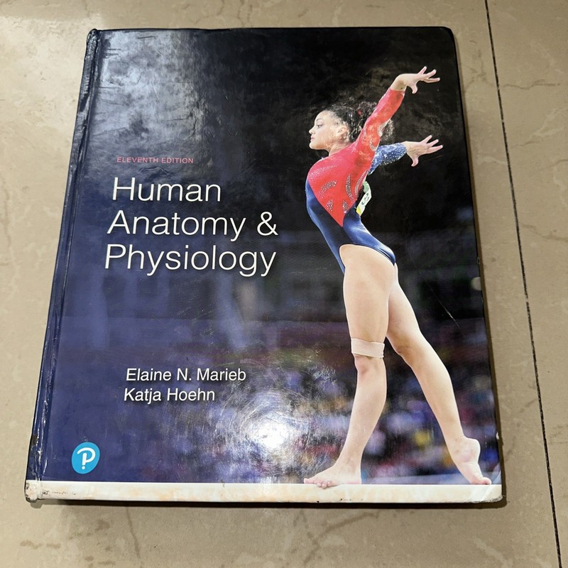 Human Anatomy and Physiology by Elaine Marieb and Katja Hoehn (2018, Hardcover)