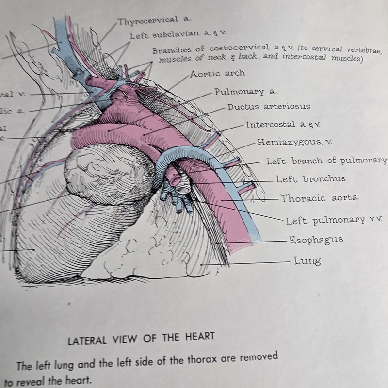 Pictorial Anatomy of the Fetal Pig Second Edition by Stephen G. Gilbert gallery