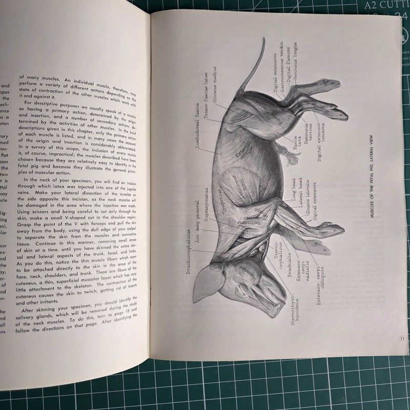 Pictorial Anatomy of the Fetal Pig Second Edition by Stephen G. Gilbert gallery