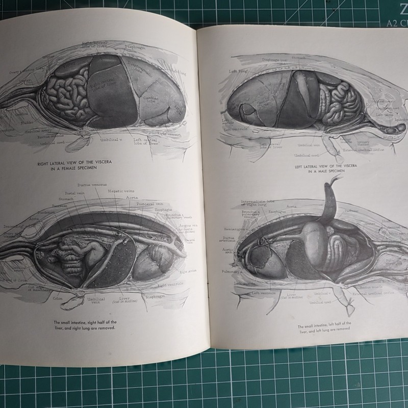 Pictorial Anatomy of the Fetal Pig Second Edition by Stephen G. Gilbert gallery
