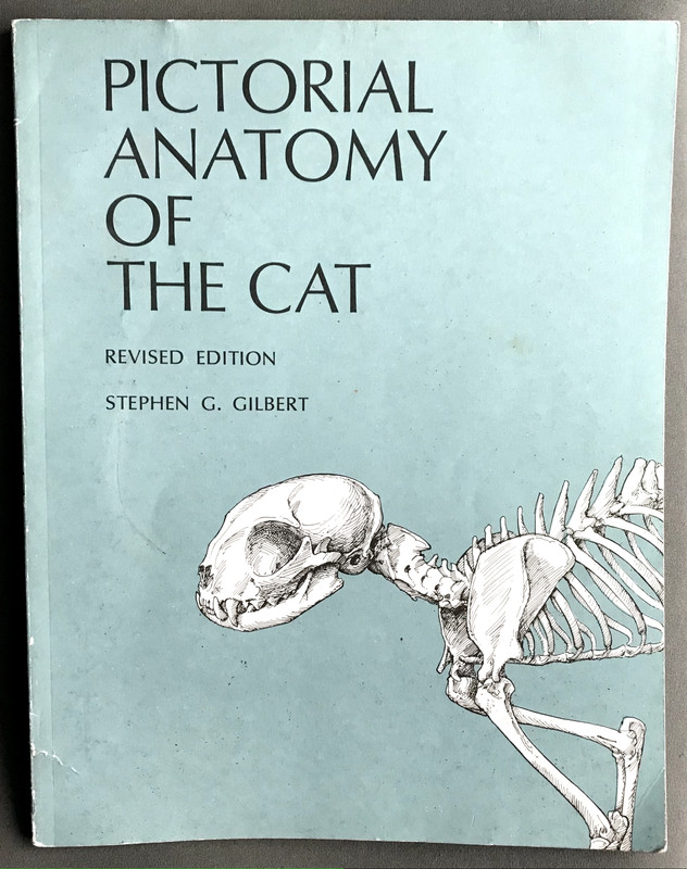 Pictorial Anatomy of the Cat Revised Edition by Gilbert, Stephen G 9780295954547