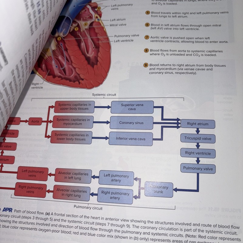 Loose Leaf for Hole's Human Anatomy & Physiology (binder included) gallery